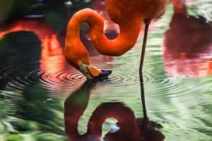 flamingo standing in water